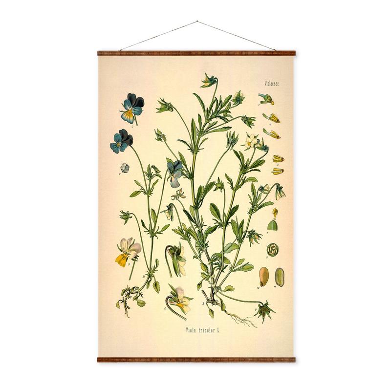 Wild Pansy Canvas Art  Vintage Plant Canvas Scroll | Botanical Wall Decor
