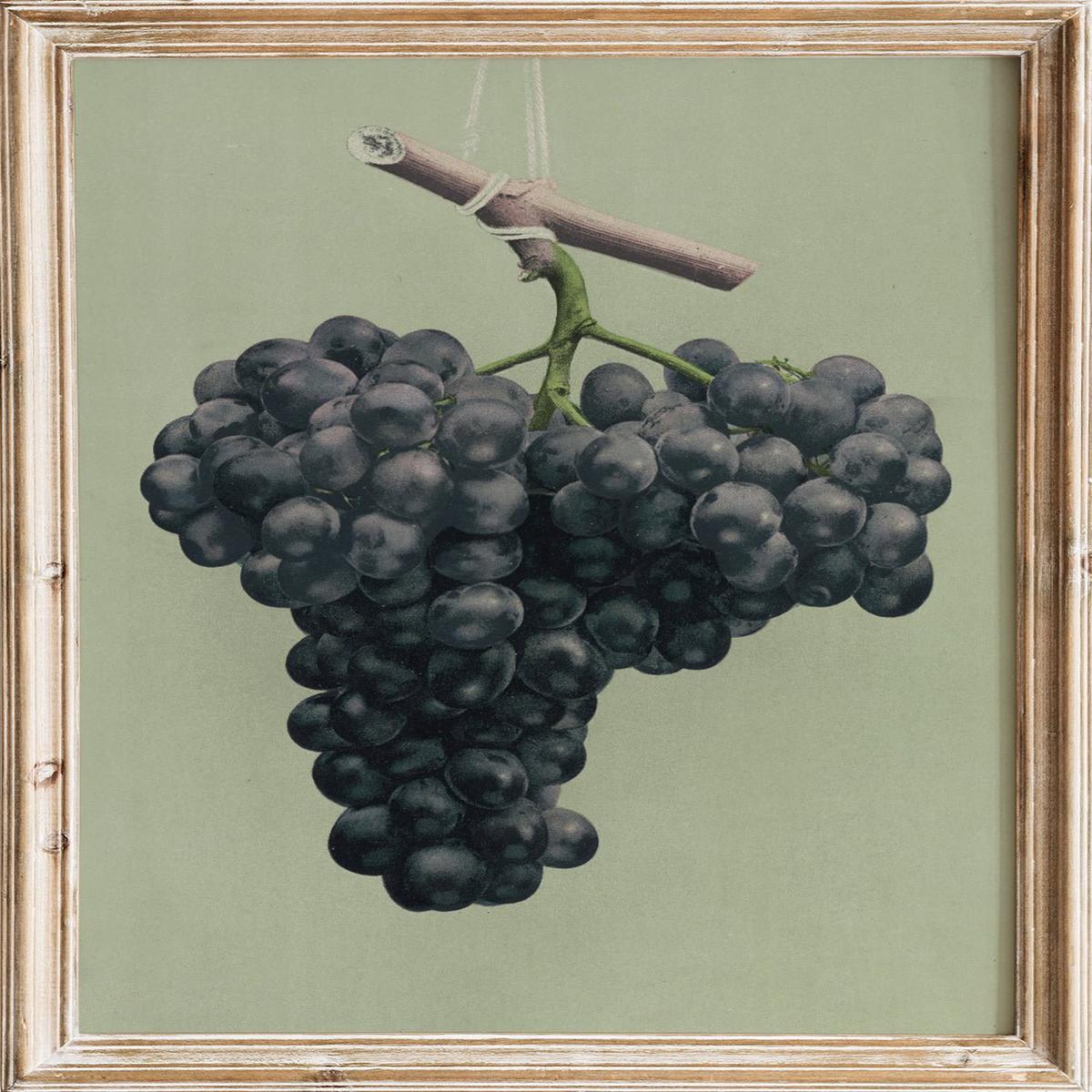 "Prize Black Alicante Grapes" Art Print