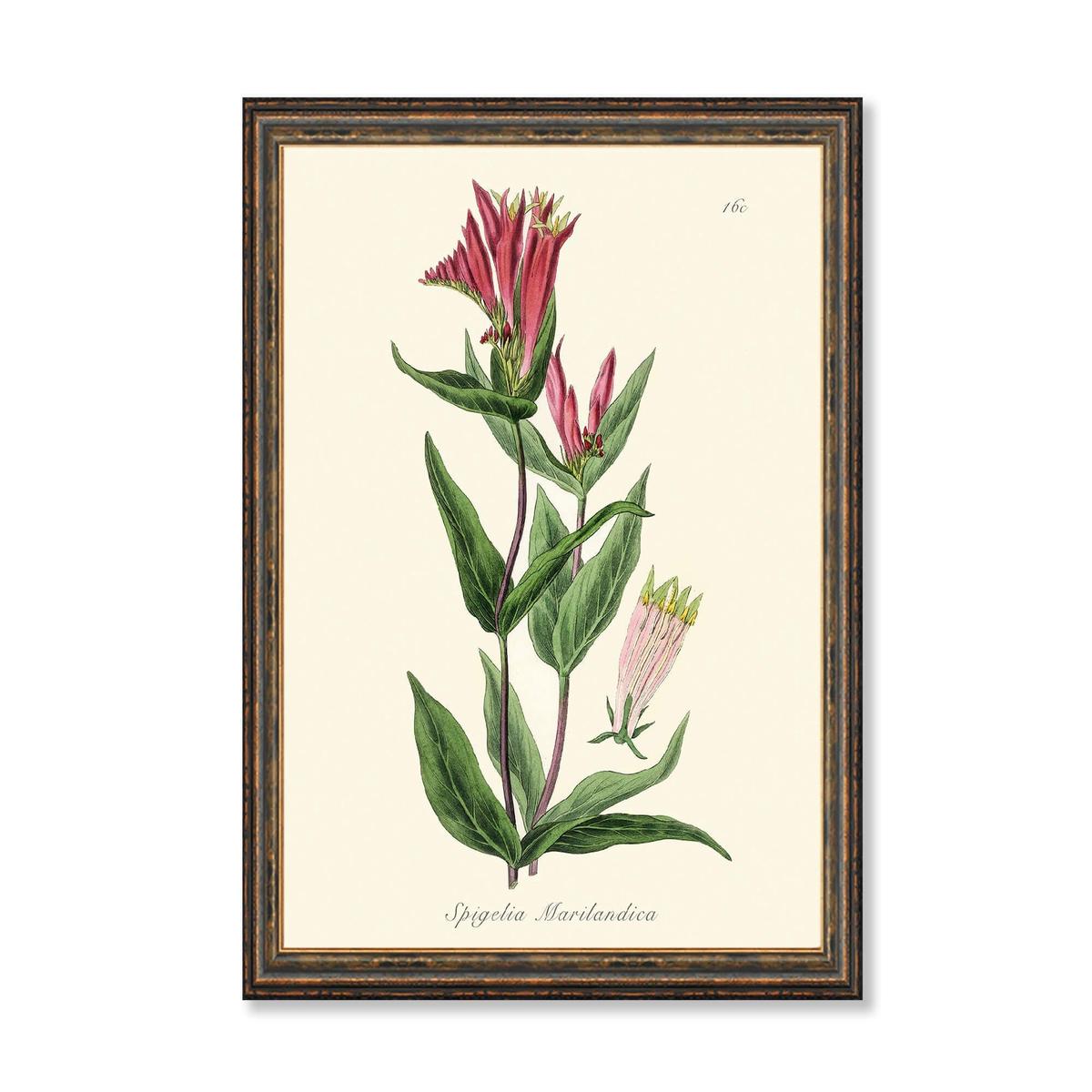 Woodland Pinkroot Print  Antique Botanical Art | Vintage Plant Print & Herb Illustration