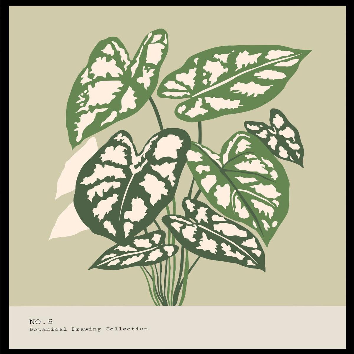 'Caladium Plant' Aesthetic Art Print