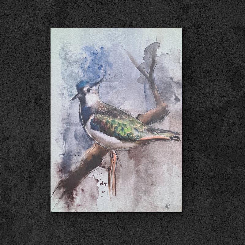 A Lapwing Bird