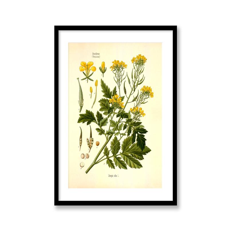 White Mustard Print - Vintage Botanical Art Print | Antique Plant Drawing & Kitchen Wall Decor