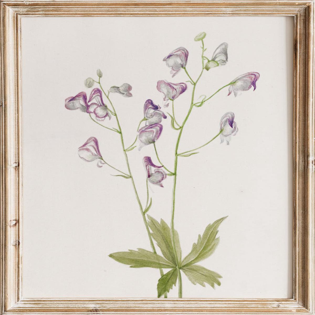 "Western Monkshood" Art Print