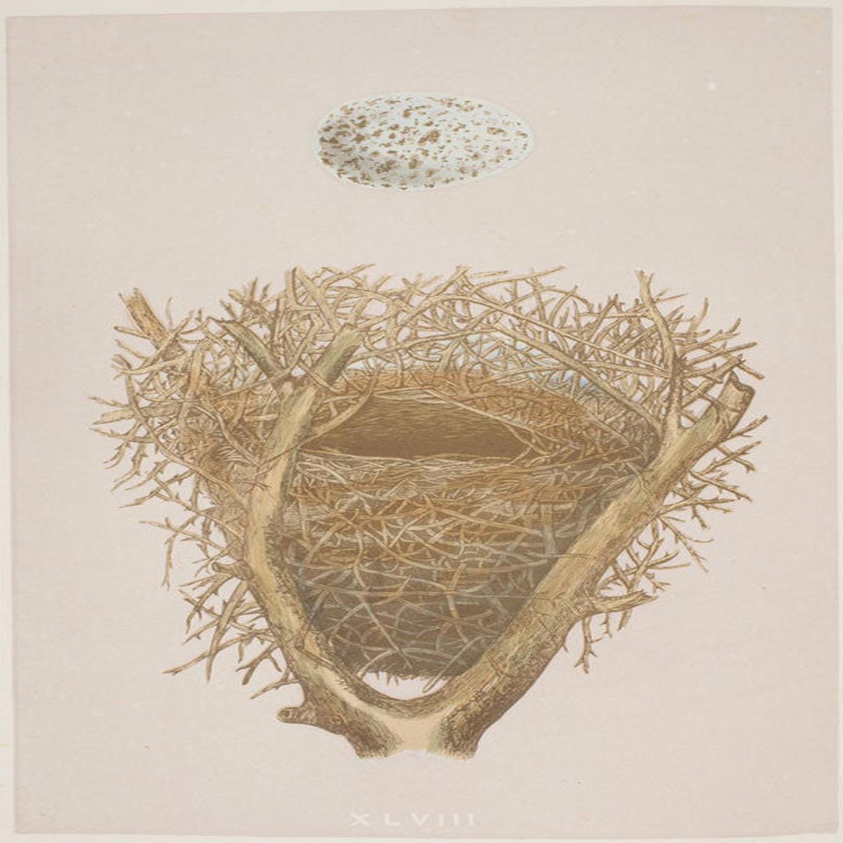 A2 Poster - A Natural History of the Nests and Eggs of British Birds - Magpie