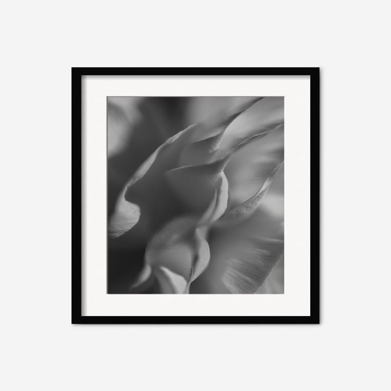 Ranunculus 2 Photography Print by Carley Rudd Unframed 24 x 36