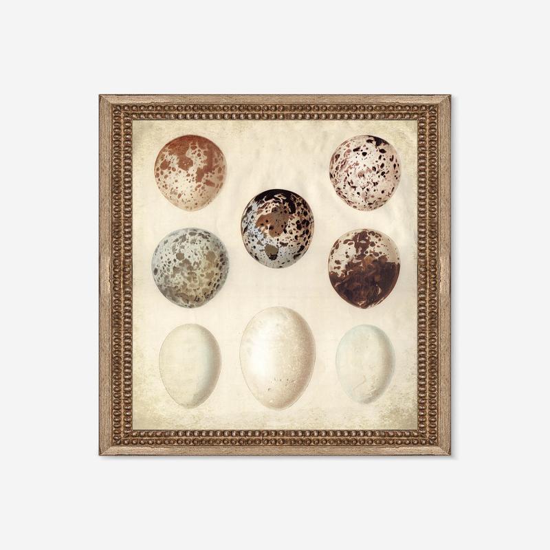 Speckled Egg I Wall Art by Helen Parker 12 x 14