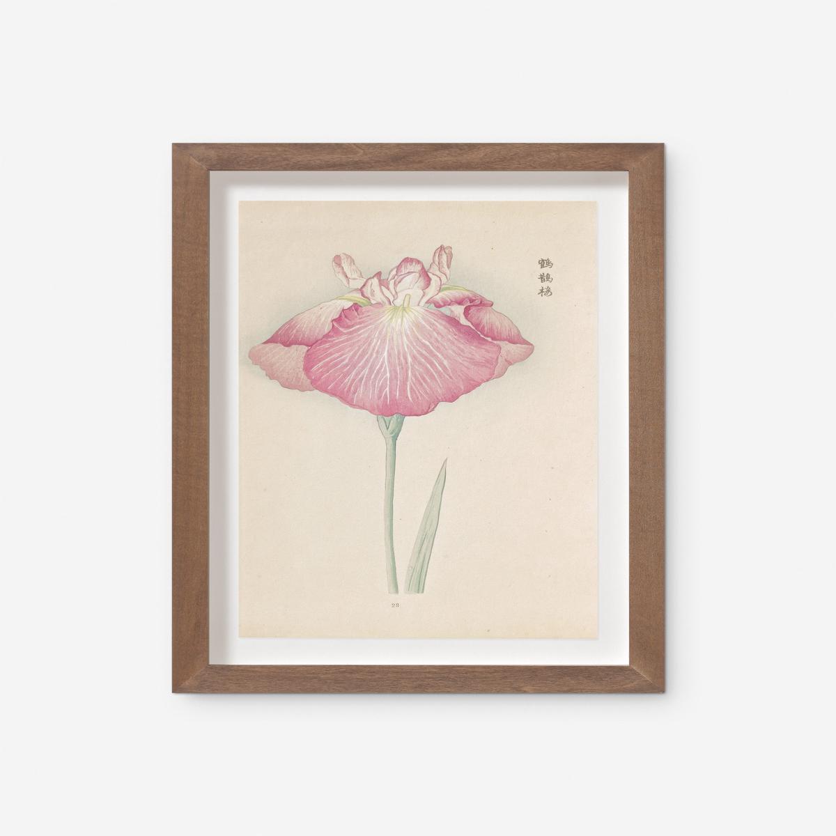Vintage Japanese Iris No. 23 Wall Art by Miyoshi Manabu