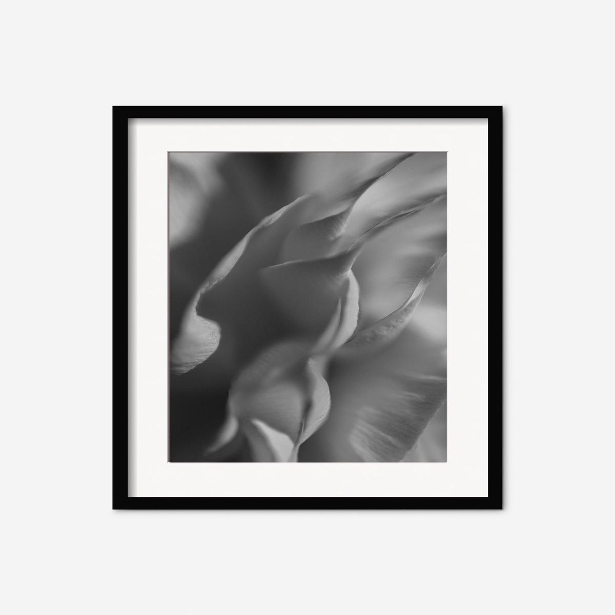 Ranunculus 2 Photography Print by Carley Rudd - Unframed | 24" x 36"