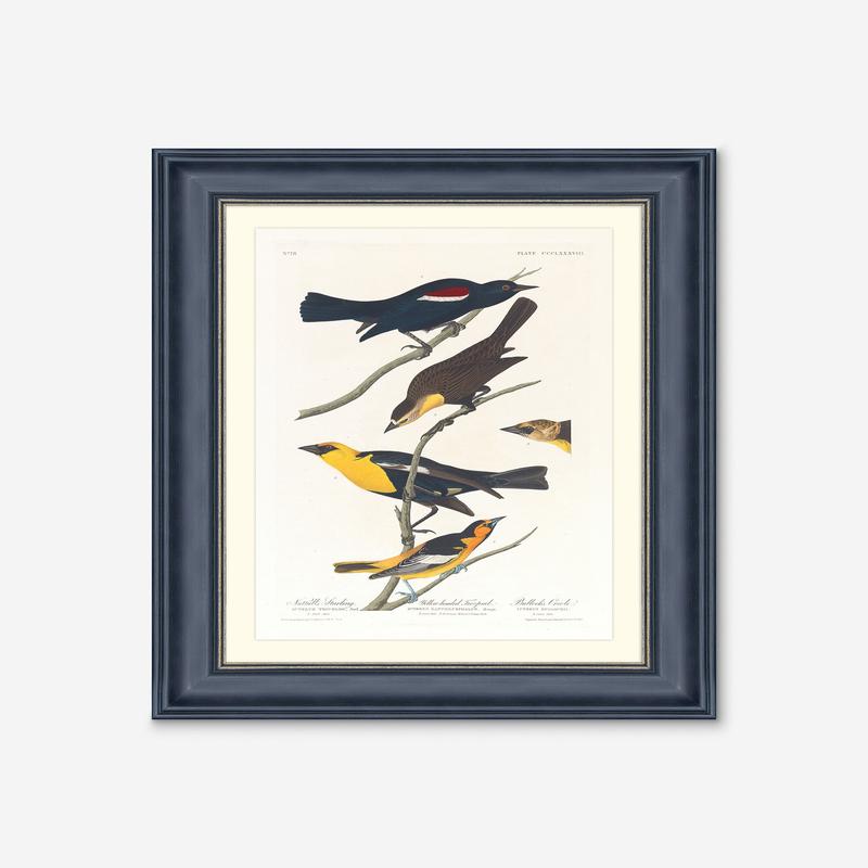 Wings of the Wild IV Wall Art by Alex Zane 18.75 X 25.75