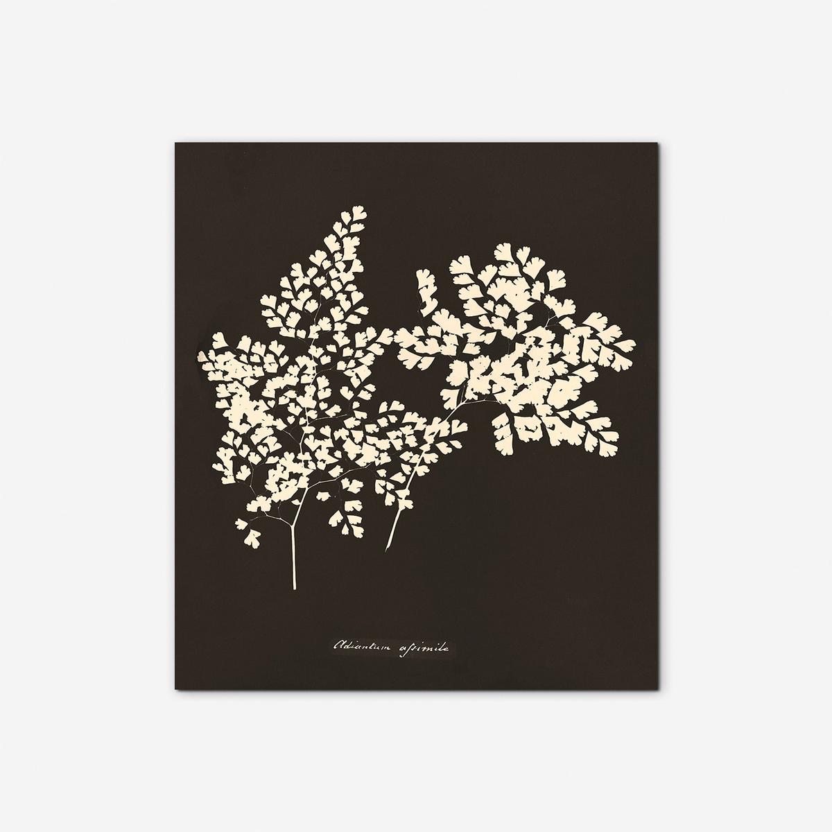Adiantum Cuneatum Print by Anna Atkins - Unframed | 19" x 28"